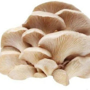 Oyster Mushroom Spawn Seeds