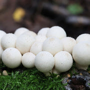 Puffball Mushroom Spawn Seeds