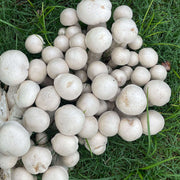 Puffball Mushroom Spawn Seeds