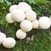 Puffball Mushroom Spawn Seeds