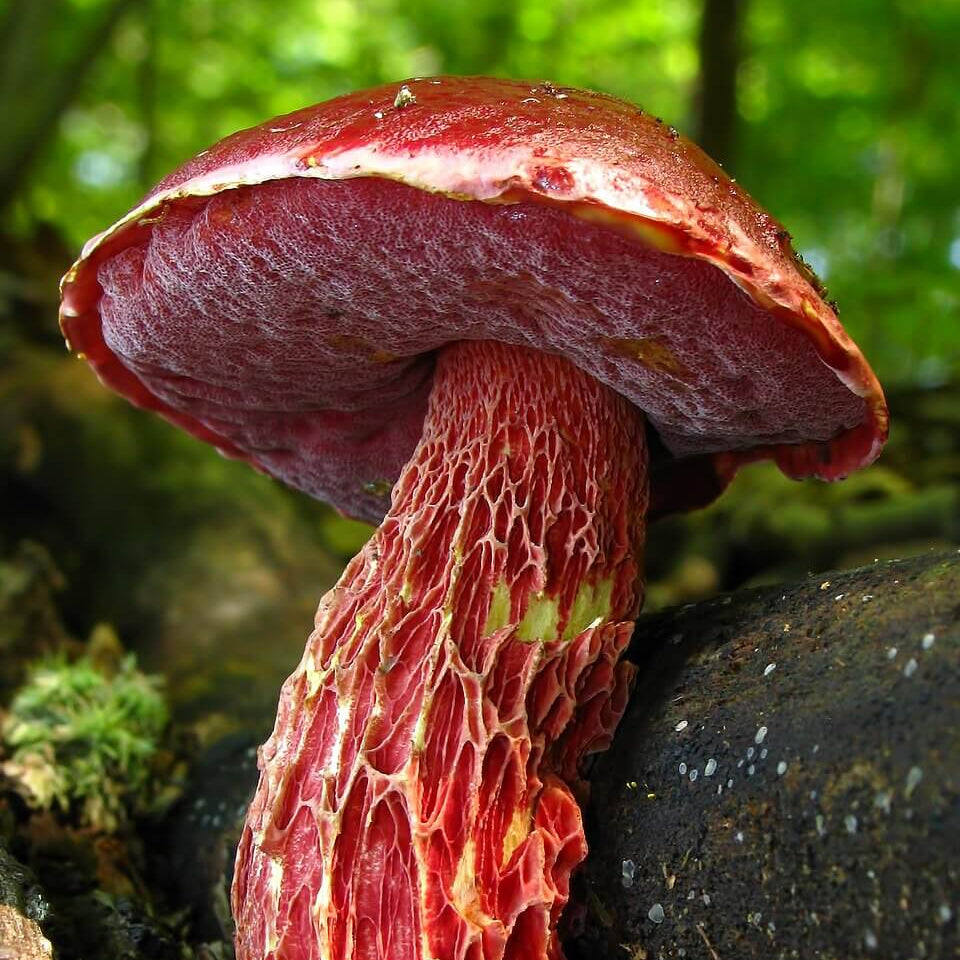 Red Mushroom Spawn Seeds