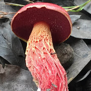 Red Mushroom Spawn Seeds