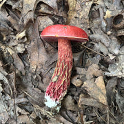 Red Mushroom Spawn Seeds
