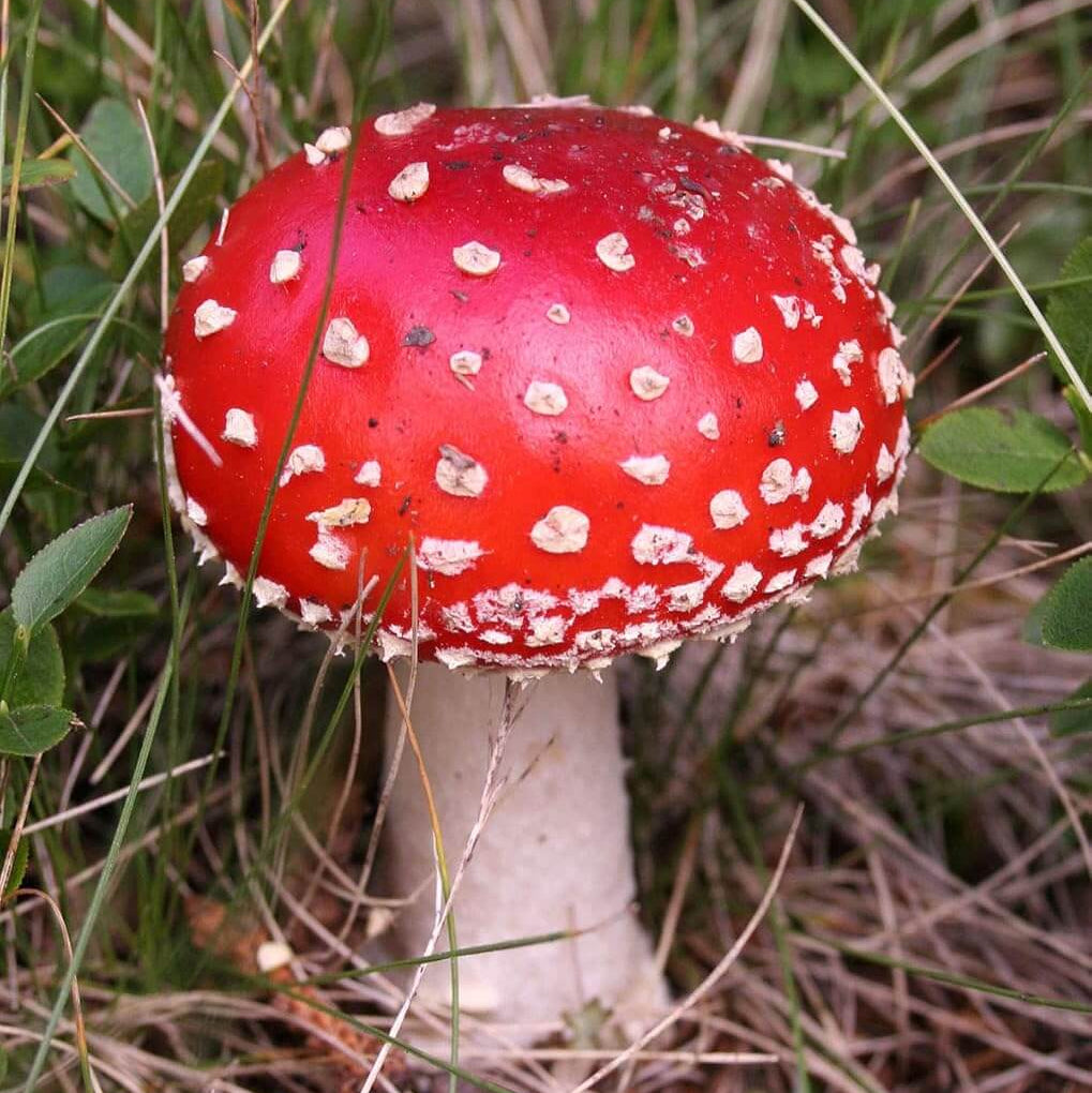 Red White Mushroom Spawn Seeds