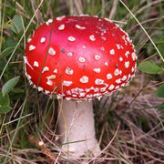 Red White Mushroom Spawn Seeds