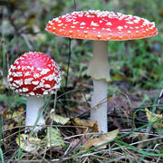 Red White Mushroom Spawn Seeds
