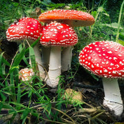 Red White Mushroom Spawn Seeds