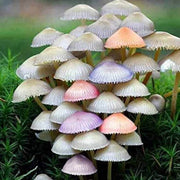Mushroom Spawn Seeds - All In One For Home Gardens