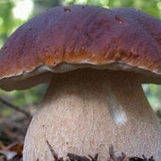 Mushroom Spawn Seeds