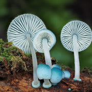 Sky Blue Mushroom Spawn Seeds