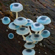 Sky Blue Mushroom Spawn Seeds