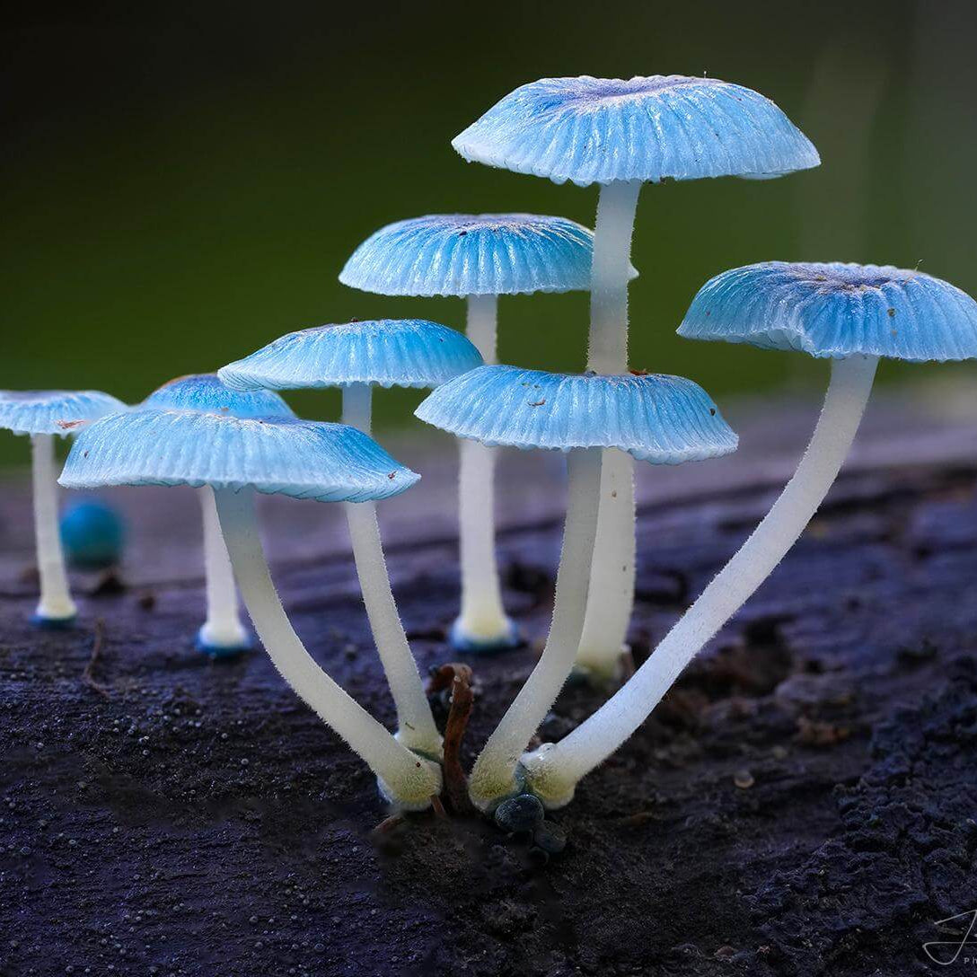 Sky Blue Mushroom Spawn Seeds