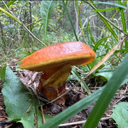 Slippery Jack Mushroom Spawn Seeds