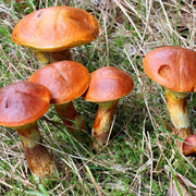 Slippery Jack Mushroom Spawn Seeds