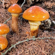 Slippery Jack Mushroom Spawn Seeds