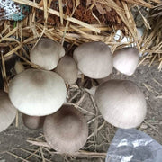 White Volvariella Mushroom Spawn Seeds
