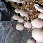 White Volvariella Mushroom Spawn Seeds