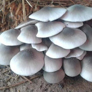 White Volvariella Mushroom Spawn Seeds