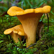 Yellow Chanterelle Mushroom Spawn Seeds