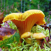 Yellow Chanterelle Mushroom Spawn Seeds