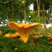 Yellow Chanterelle Mushroom Spawn Seeds