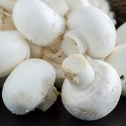 White Button Mushroom Seeds