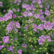 Mallow Seeds – Malva sylvestris