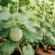 Musk Melon Seeds, Cucumis melo Fruit Seeds