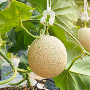 Musk Melon Seeds, Cucumis melo Fruit Seeds
