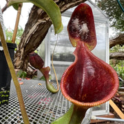 Mustache Pitcher Seeds