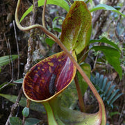 Mustache Pitcher Seeds