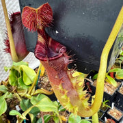 Mustache Pitcher Seeds