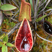 Mustache Pitcher Seeds