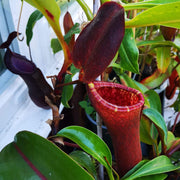 Mustache Pitcher Seeds