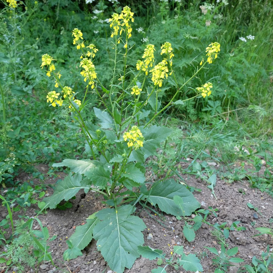 Mustard Black Seeds - Brassica nigra Vegetable Seeds