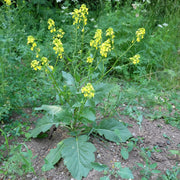 Mustard Black Seeds - Brassica nigra Vegetable Seeds