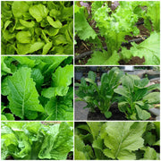 Mustard Seeds - All In One For Home Gardens