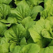 Mustard Seeds - All In One For Home Gardens