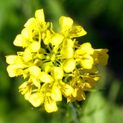 White Mustard Seeds