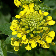 White Mustard Seeds
