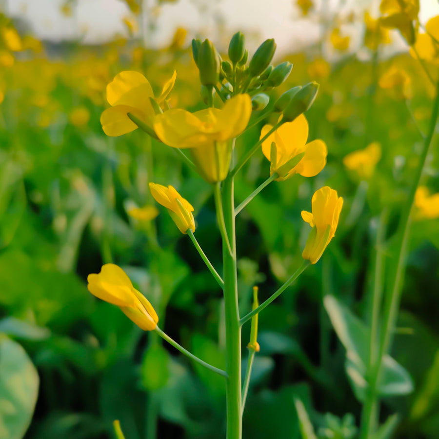 Mustard Seeds - Brassica juncea Vegetable Seeds