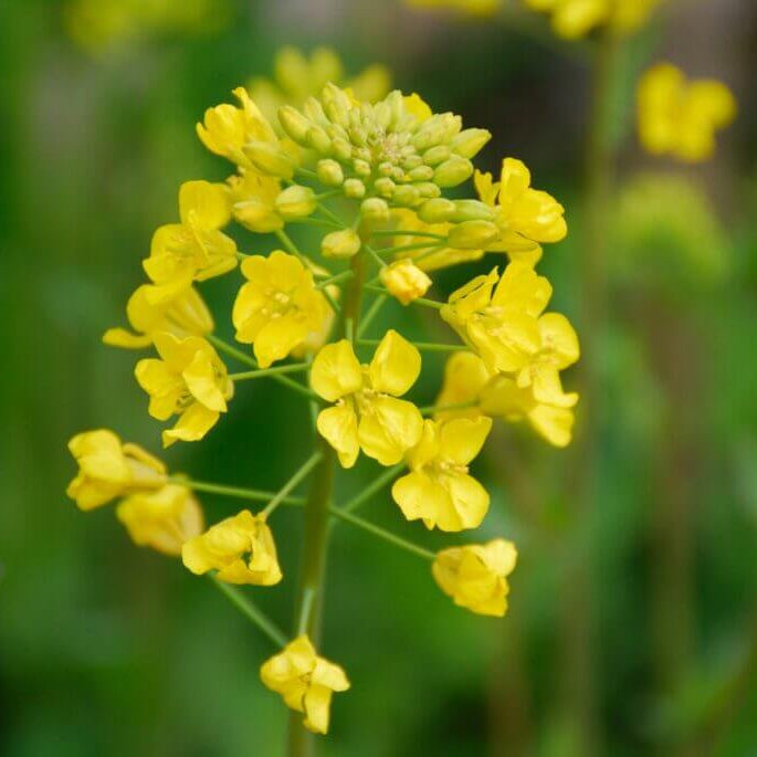 White Mustard Seeds