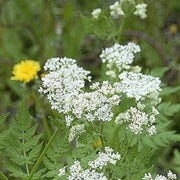 Myrrhis odorata Anise Seeds, Herbal