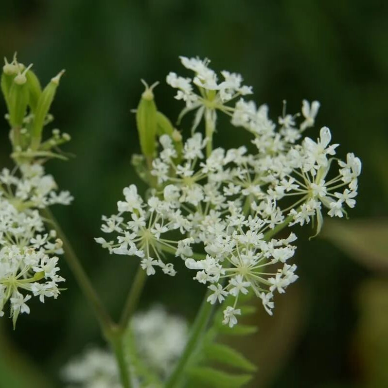 Myrrhis odorata Anise Seeds, Herbal