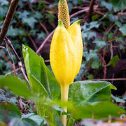 Lysichiton Americanus Skunk Cabbage Seeds