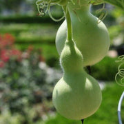 Green Birdhouse Gourd Seeds