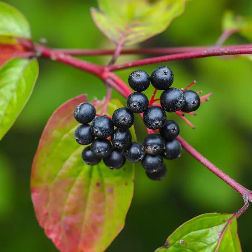 Nanny Berry Seeds