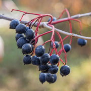Nanny Berry Seeds