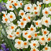 Wildflower Mix Narcissus Tazetta Seeds