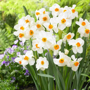 Orange White Narcissus Seeds